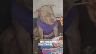 Dog Tells Mom He Ready For More Food ❤ #adorabledog #americanbullybreed #bullybreed