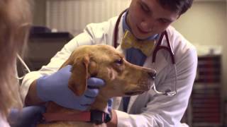 Texas A&M Vet School Fights Cancer in Dogs and Humans