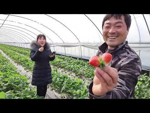 🔴 강진 들녁에서 LIVE  - 맛있는 딸기 고르는 방법