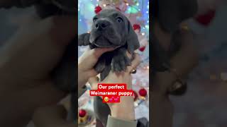 The most beautiful #weimaraner #puppy ❤❤ #dog #puppies #dogs #puppylife #puppyvideos