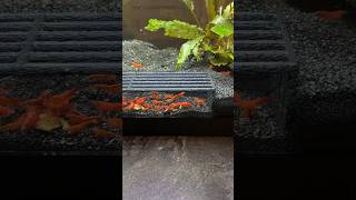 We created this for our shrimp to eat in peace!. #aquarium #shrimp #shrimptank