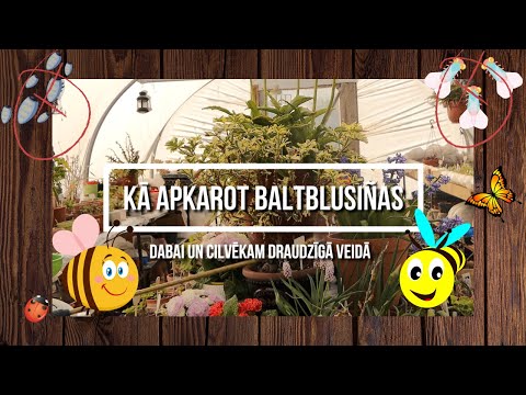 Video: Izkārnījumu Pārstādīšana: Kā Darbojas Bakterioterapija