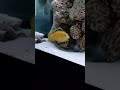 pez adulto de labidochromis caeruleus