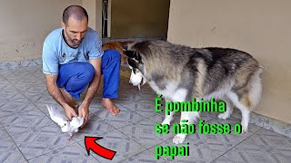 Husky quase infartou ao conhecer um pombo de pertinho..