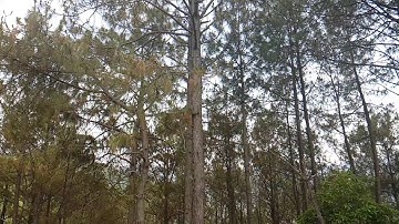 Monkey Jump in slow motion