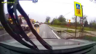 Smart dog shows us a textbook example of how to cross a road safely