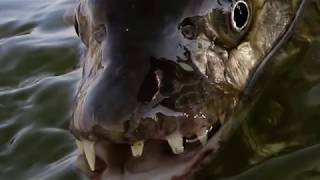 Ngombe Zambezi River Lodge Trailer