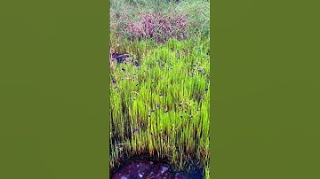 Tắm Suối Trúc , Gần Hồ Dầu Tiếng #dulich #tamsuoi #hodautieng