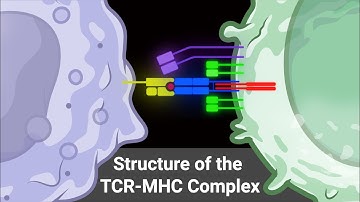 4.3 Structure of the TCR-MHC Complex (Immunology 2025)