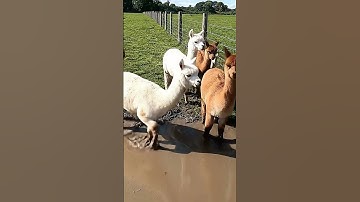 When Alpacas Meet Water 🦙💦😂