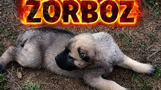 YAVRULARDA ZAYIFLAMA VAR NE ÖNERİRSİNİZ?