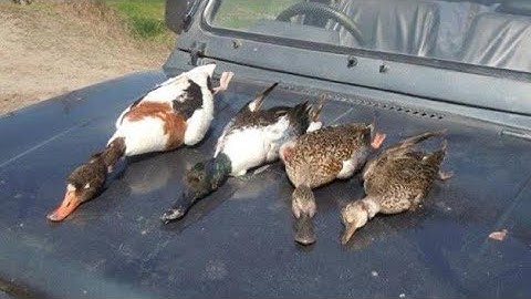 Mallard Duck Hunting in Chitral Valley Pakistan | Duck Hunting | Waterfowl Hunting | #duckhunting