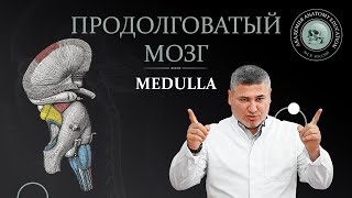 :  . Medulla