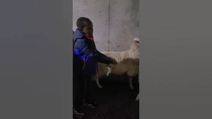 Mary had little lamb Christmas party