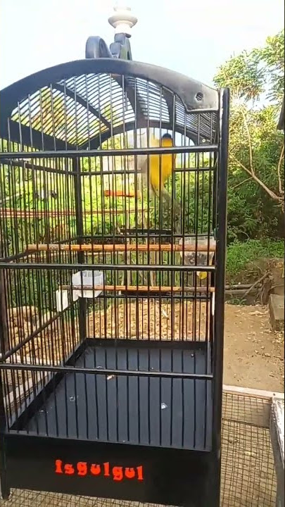 SANG JUARA KUTILANG MAS ATAU SANDANG GARIGIT MERUPAKAN BURUNG KEARIPAN LOKAL MANDAILING