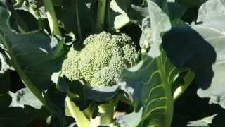 Top 20: Plant Foods that have Protein by Soane Etu - Get Better Everyday 171 views 8 years ago 1 minute, 18 seconds