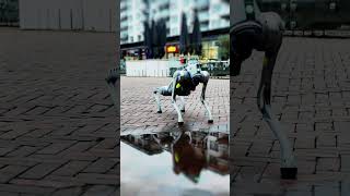 Unitree Dog -Robot