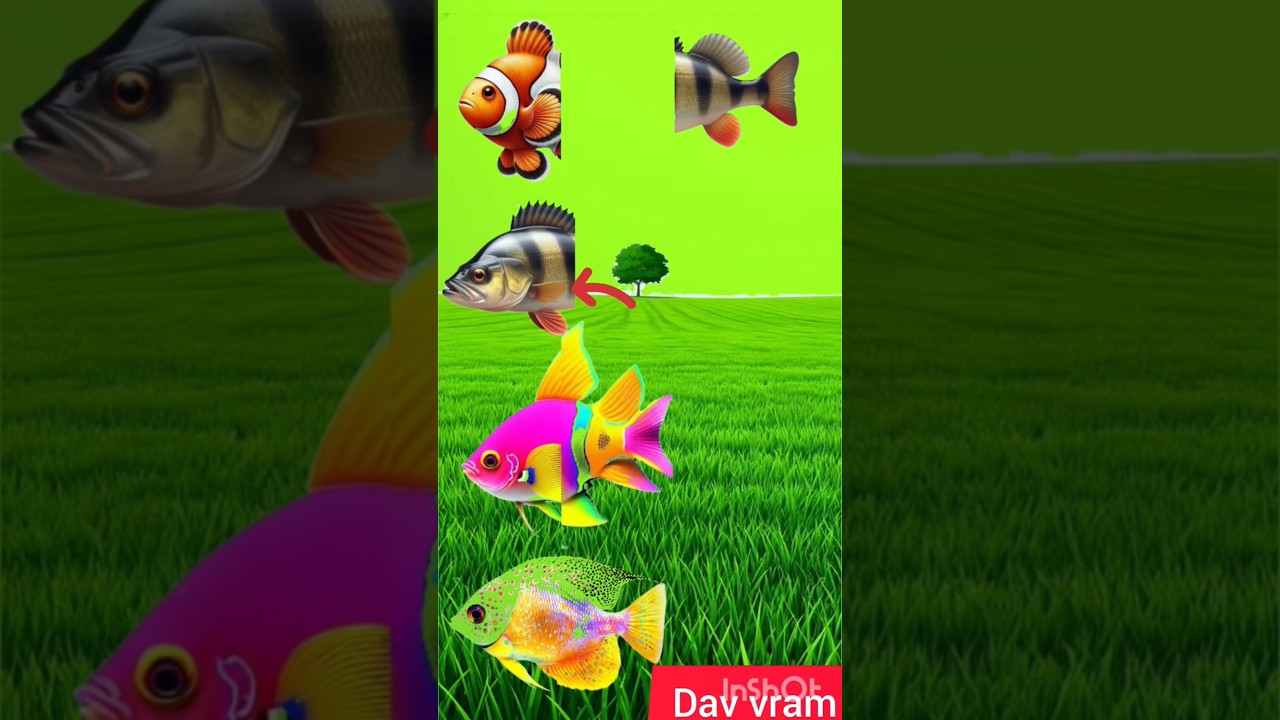 🐠🐠मछली को सही मिलाओ 🐠🐠
