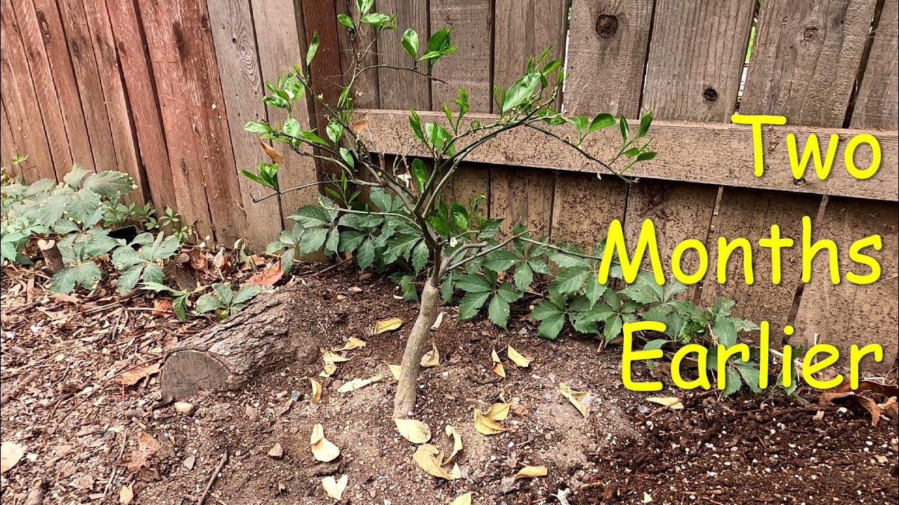 How To Save A Dying Citrus Tree Update Video YouTube