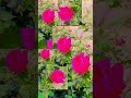 ##flowers.....🌹🌹🌺🪷
