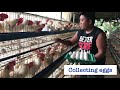 Chicken Egg Farm in the Philippines |#mislangPoultryFarm #visitingFarm #collectingEggs