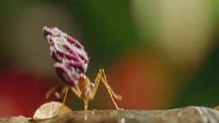 Leaf-cutter ants - Shadow of the Sun - BBC