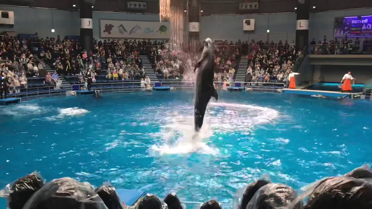 Maxell Aqua-park Shinagawa Dolphin Show - YouTube