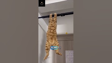 Mèo "Tập Thể Hình" Hít Xà Cực Đỉnh: Cả Thế Giới "Sốc" | Hot Trend 2025 #shorts #shortvideo #short