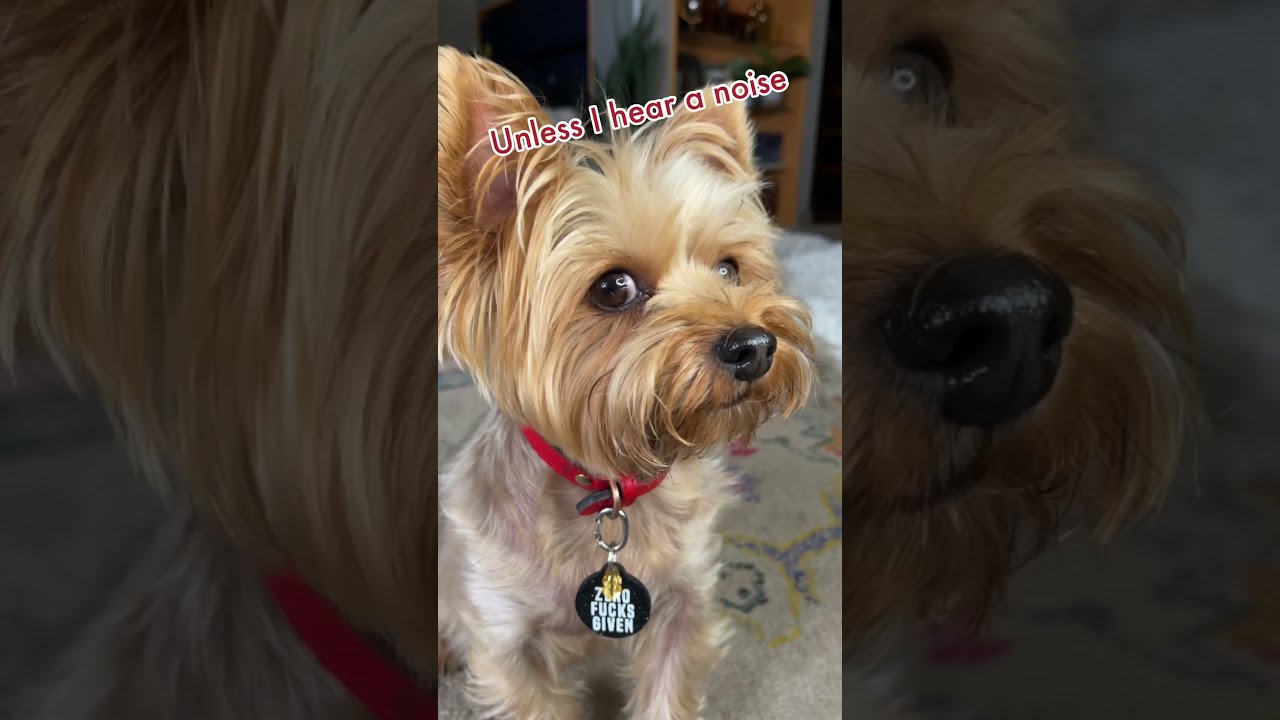 Is This Adorable Yorkie Actually EVIL Baddog Sideeye