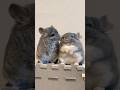 Softest animal on Earth. #Chinchilla #cute #CuteAnimals
