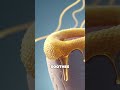 Drink Honey Before Bed 6 Surprising Things It Does To Your Body Health Facts Youtubeshorts 