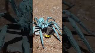 Why You Should Never Mess With A Wolf Spider
