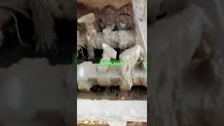 WMM Plant#wmmplant #wmm #shortvideo #shorts #vlog#viralshorts #viral