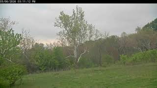 May 6 2026 Geese Fly By the NCTC Nest