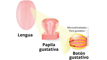 ¿Qué aspecto tienen las papilas gustativas?