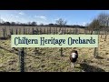 Chiltern heritage orchards