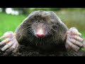 Mole In The Ground. By The Drone Rangers