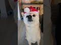happy new year 🎉 #ジブリ #russia #animals #dogs #happynewyear #shibainu