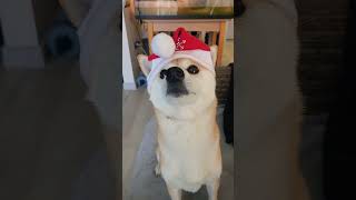 happy new year 🎉 #ジブリ #russia #animals #dogs #happynewyear #shibainu