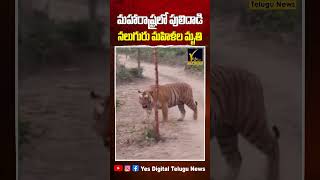 Maharashtra Tiger Attack: 4 Women Killed in Forest