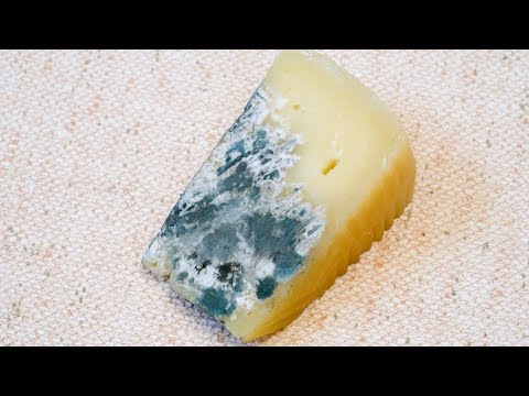 Video: Dov'è La Muffa Nobile Sul Formaggio?