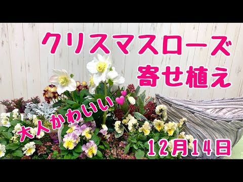 クリスマスローズニゲルで大人かわいい寄せ植えプランツギャザリングフランツギャザリング Youtube