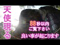 ⚠️神回※天使様の姿を見れたらとんでもない強運です。次々と良い事が起こり始めます。もし逃したら二度とありません|越木岩神社遠隔参拝117