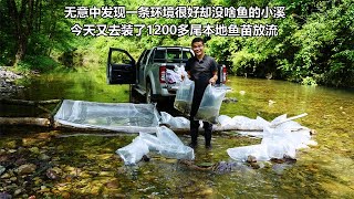 发现一条没啥鱼的溪流 准备1200多尾本地鱼苗放流 这下热闹多了 by 爱野钓的小范 73 views 7 days ago 3 minutes, 43 seconds