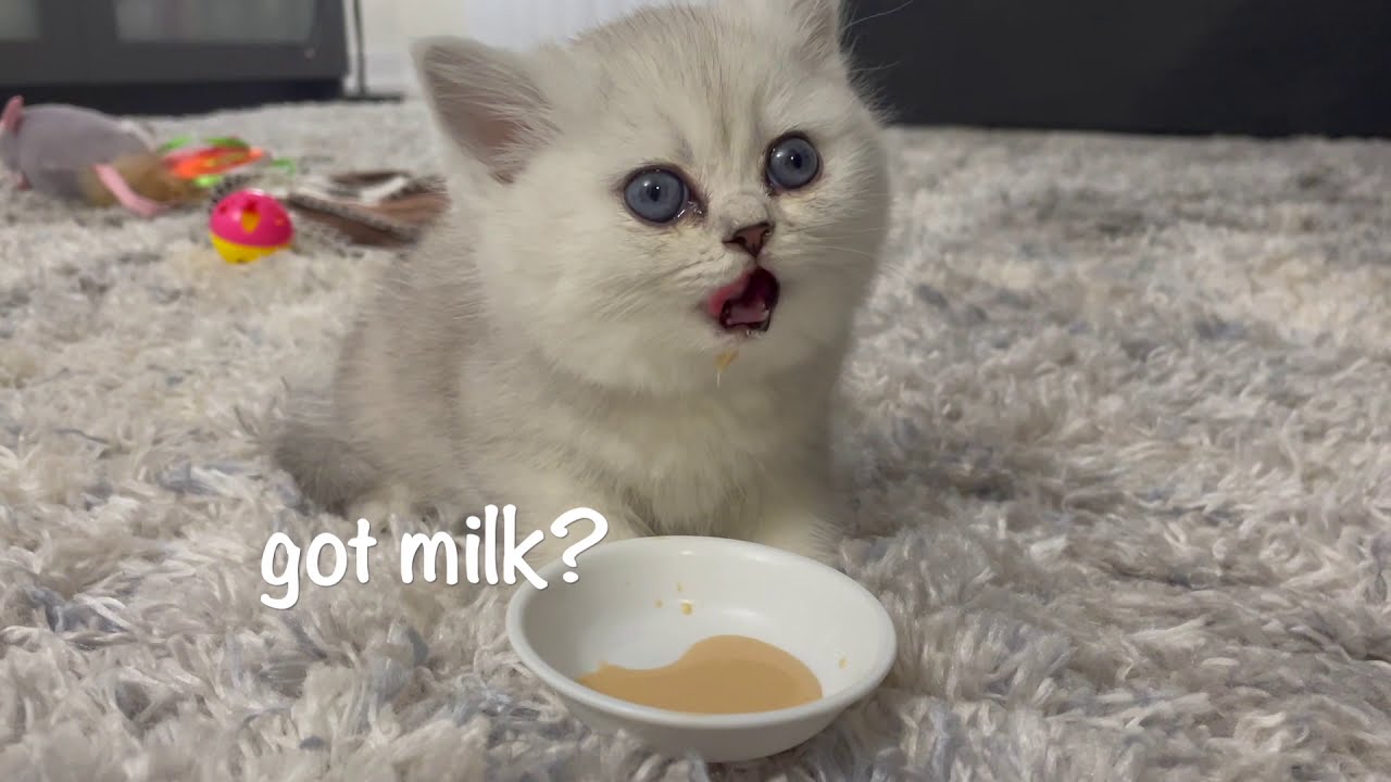 BRITISH SHORT HAIR KITTEN | my first day at home!