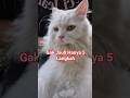 #cat #catshorts #catsofinstagram #catsoftiktok #catsofyoutube #catshorts #dancingcat #kucinglucu