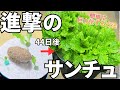 初心者さんでもサンチュを超簡単に巨大化する方法！容器の材料すべて100均でそろうよ！#ダイソー#水耕栽培#家庭菜園#屋外栽培#サンチュ#ベランダ栽培#バケツ#葉物野菜