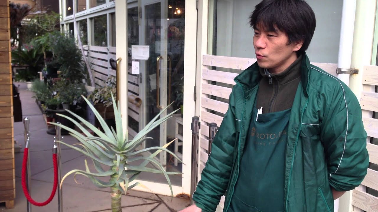 外で越冬出来る観葉植物 アロエ ディコトマ Youtube