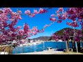 [4K] Shimoda Walk - Ocean, Mountains and Sakura Cherry Blossom