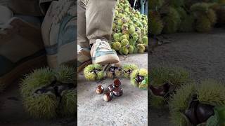 Chestnut Harvesting Activities